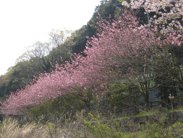ほたる見公園の桜