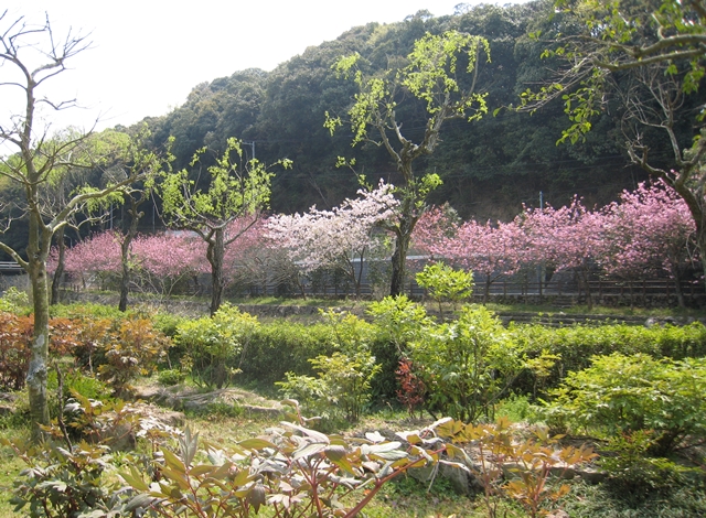 ほたる見公園の桜