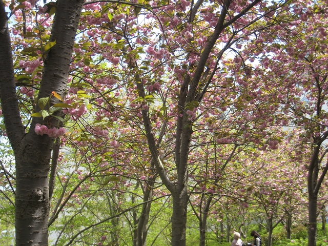 セシールの桜