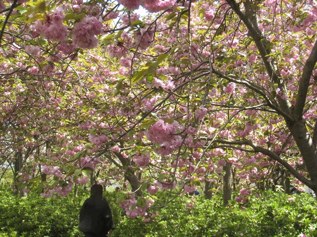 セシールの桜
