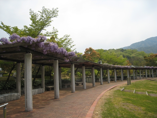 香川用水記念公園の藤