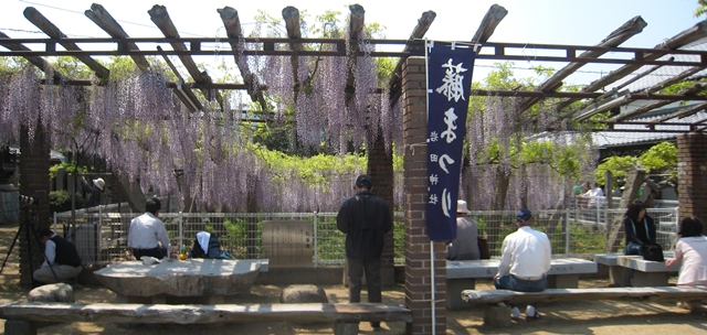岩田神社の藤