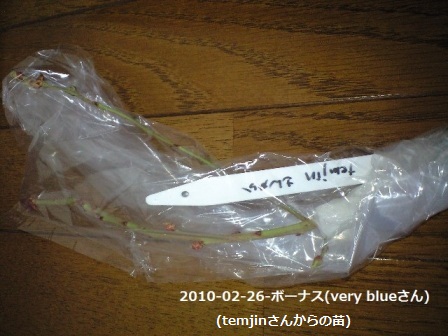 2010-02-26-ﾎﾞｰﾅｽ穂木(very blueさん)