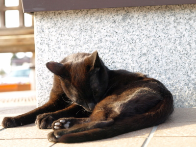 黒猫＠まちの駅 飯盛山