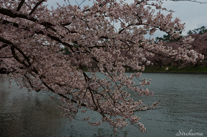 濠と桜