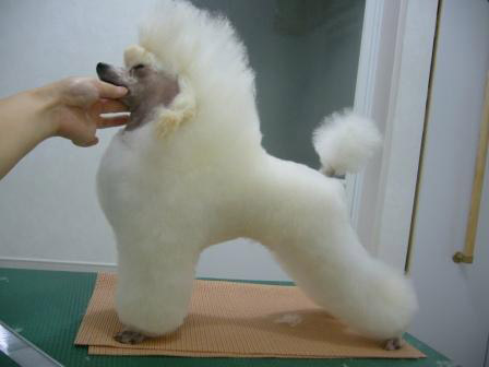 Soave Poodle パピークリップ