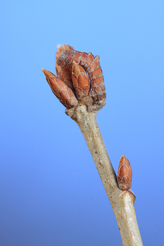 カギシロスジアオシャク幼虫