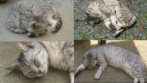 地域猫のチータは日中には何処でもかわいく寝ている写真