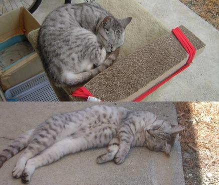 暑い中猫が昼寝している猫タワーも製作してあげて爪研ぎも貼り付けてあげた猫の眠った写真