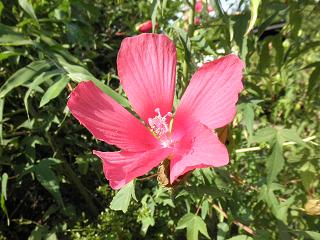 Hibiscus1.jpg