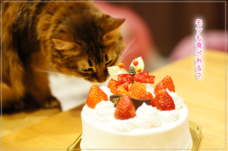 可愛すぎて辛い！ クリスマスケーキと猫のモンさん。