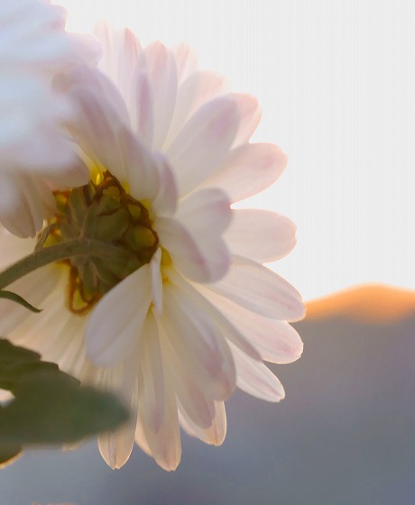 131123白い菊