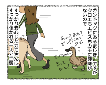羊の国のラブラドール絵日記シニア!!「ペットかも～」4コマ漫画3