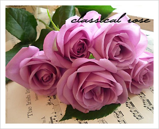 Classical Rose