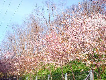 桜~♪
